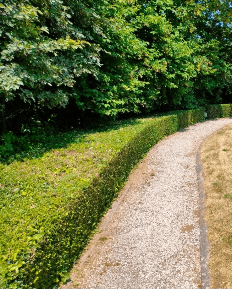 Tuinonderhoud image 2