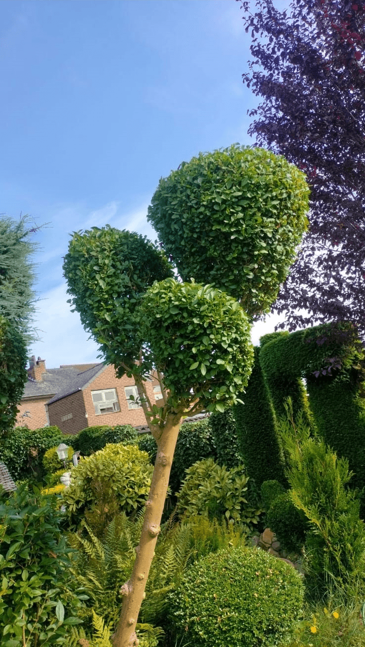 Tuinonderhoud image 3