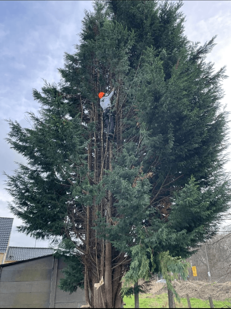 Tuinonderhoud image 5